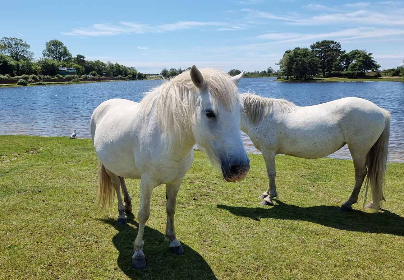 Hatchet Pond new forest