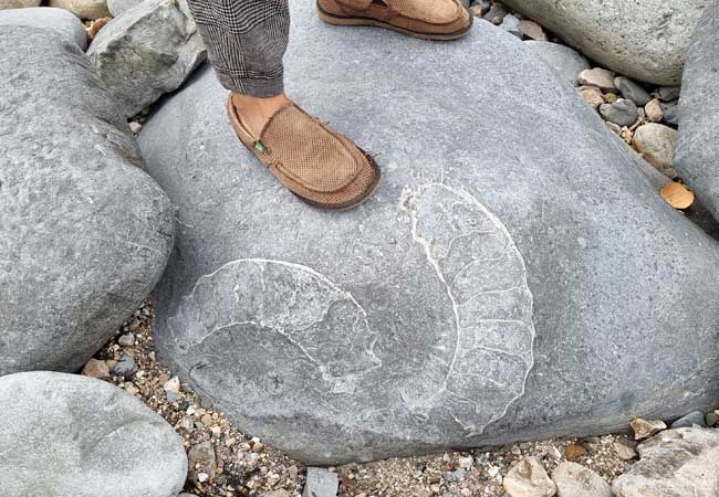 fossil hunting Lyme Regis 
