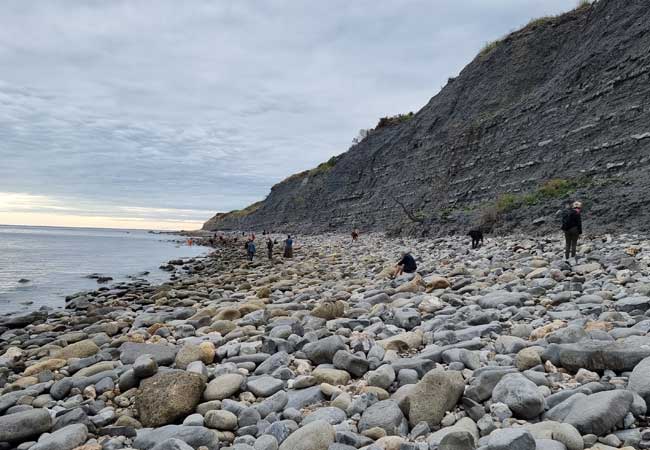 fossil hunting Lyme Regis 