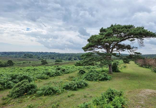 Bratley View New forest