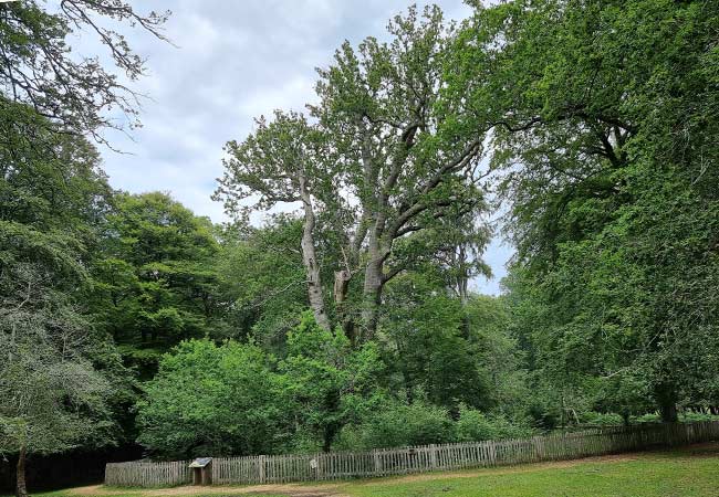 Knightwood Oak New Forest